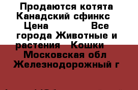 Продаются котята Канадский сфинкс › Цена ­ 15 000 - Все города Животные и растения » Кошки   . Московская обл.,Железнодорожный г.